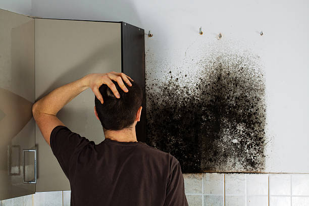 Best Black Mold Remediation in Xenia, OH